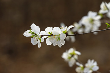 Apricot flowers blooming