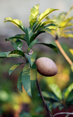 Sapodilla fruit or chikoo on tree.