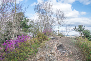 Mountain landscape with a single tree growing on bare stones at the top of the rock