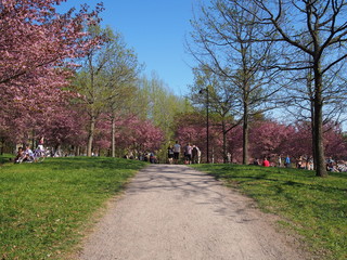 Cherry blossom trees at the Roihuvuoren Kirsikkapuisto in Helsinki, Finland