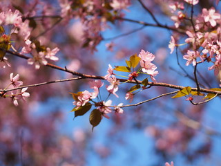 Cherry blossom trees at the Roihuvuoren Kirsikkapuisto in Helsinki, Finland