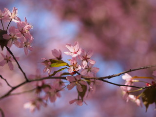 Cherry blossom trees at the Roihuvuoren Kirsikkapuisto in Helsinki, Finland