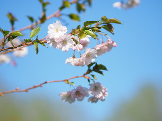 Cherry blossom trees at the Roihuvuoren Kirsikkapuisto in Helsinki, Finland