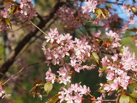 Cherry blossom trees at the Roihuvuoren Kirsikkapuisto in Helsinki, Finland
