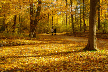 Couple Walking in Colorful Autumn Leaves