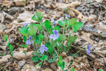 Young tender green grass, flowers and leaves on trees in spring forest