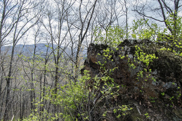 Mountain landscape in spring forest