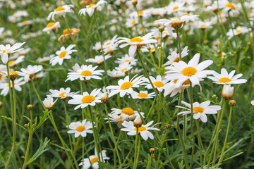 Beautiful white camomiles daisy flowers field on green meadow