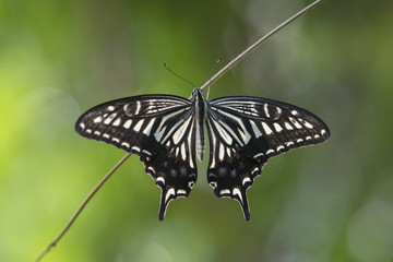 Obraz na płótnie Canvas Swallowtail butterfly. Papilioninae