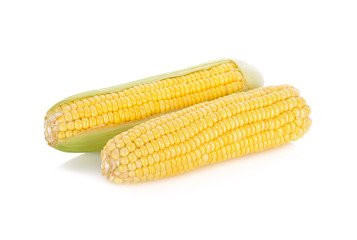 uncooked whole sweet corn with shell on white background
