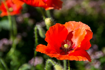 Bright Red Poppy Blooming