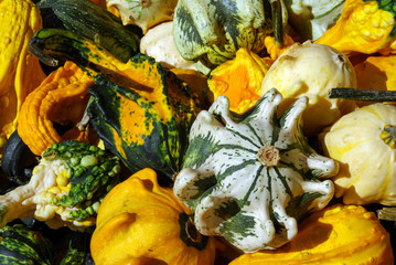 Colorful Gourds on Sale at Outdoor Market