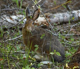 Rabbit hiding in the woods