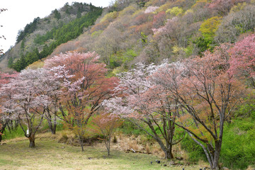 カラフル山桜と新緑のコラボ