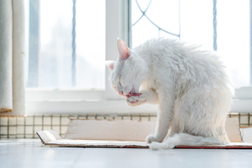 soggy cat licking after a bath - obrazy, fototapety, plakaty
