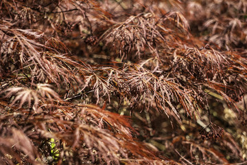 red maple leaves background