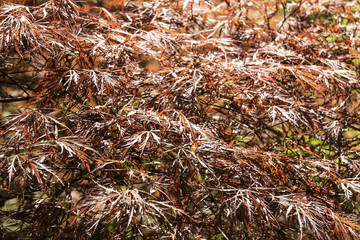 red maple leaves background