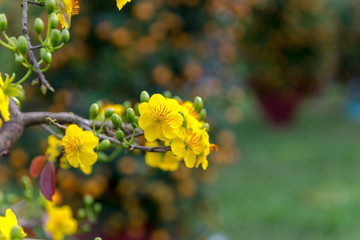 Yellow apricot blossom Vietnamese Lunar New Year holiday in north