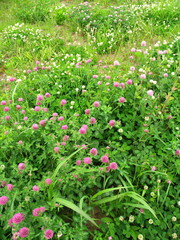 詰め草咲く原っぱ