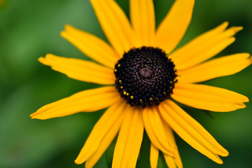 Black Eyed Susan Flower