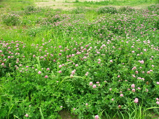 アカツメクサの茂る野原