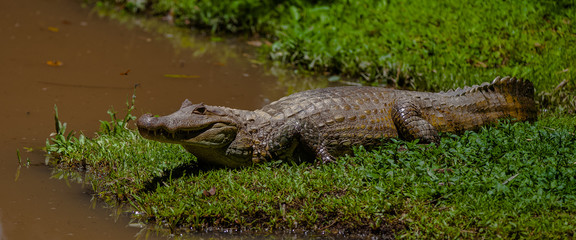 caiman