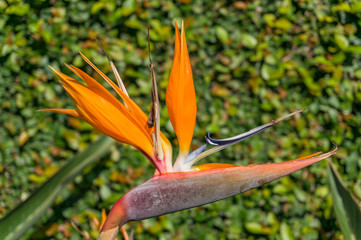 Bird of paradise exotic flower