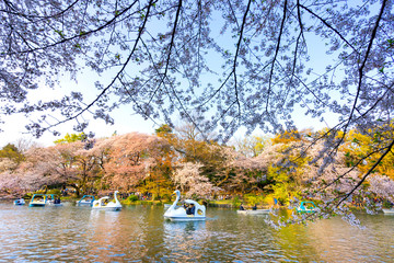 Tokyo, Japan - March 31, 2018 :Inokashira Onshi Park has about 460 cherry trees. This park is famous for cherry blossom spot.