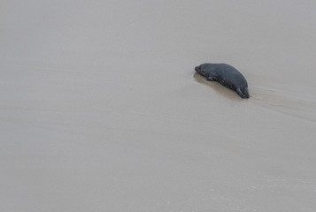 Naklejka premium Pojedyncza foczka na pustej plaży