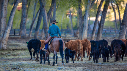 APRIL 22, 2017, RIDGWAY COLORADO: Cowboy herds cattle on Centennial Ranch, Ridgway, Colorado - a...