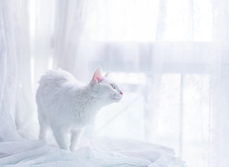 white cat 
