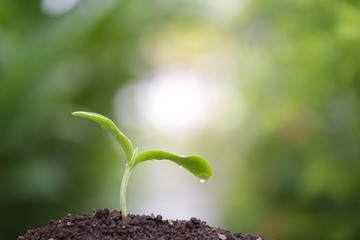 Growing green sprout