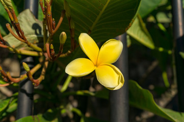 Tropical floral background