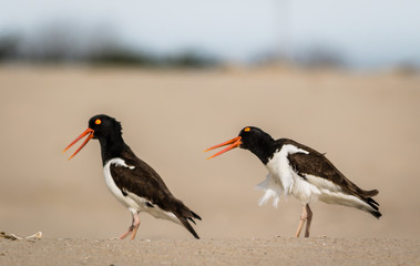 American Oystercatchers (Haematopus palliatus) in action as they forage on the the beach on a sunny morning in Cape May, NJ