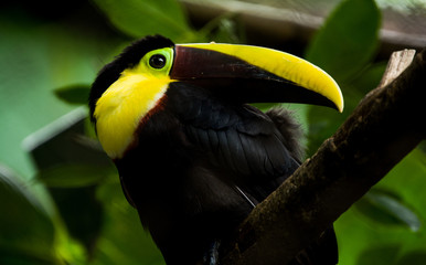 ave con lindos colores 