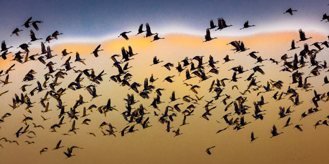 MARCH 7, 2017 - Grand Island, Nebraska -PLATTE RIVER, UNITED STATES Migratory Sandhill Cranes are on their spring migration from Texas and Mexico, north to Canada, Alaska, and Siberia.