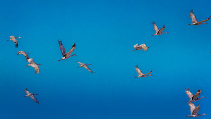 MARCH 7, 2017 - Grand Island, Nebraska -PLATTE RIVER, UNITED STATES Migratory Sandhill Cranes are on their spring migration from Texas and Mexico, north to Canada, Alaska, and Siberia.