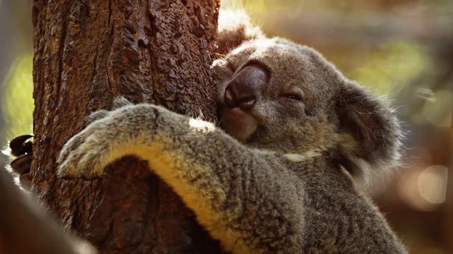 Adult koala on a big tree