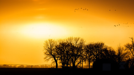 Naklejka premium MARCH 8, 2017 - Grand Island, Nebraska -PLATTE RIVER, UNITED STATES Migratory water fowl and Sandhill Cranes are on their spring migration from Texas and Mexico, north to Canada, Alaska, and Siberia.