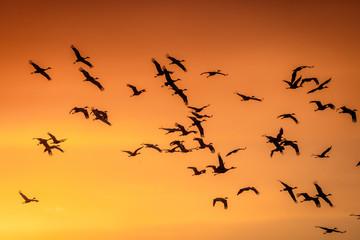 MARCH 8, 2017 - Grand Island, Nebraska -PLATTE RIVER, UNITED STATES Migratory water fowl and Sandhill Cranes are on their spring migration from Texas and Mexico, north to Canada, Alaska, and Siberia.