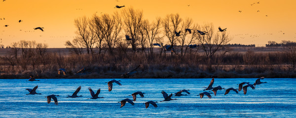Grand Island, Nebraska -PLATTE RIVER, UNITED STATES Migratory water fowl and Sandhill Cranes are on...