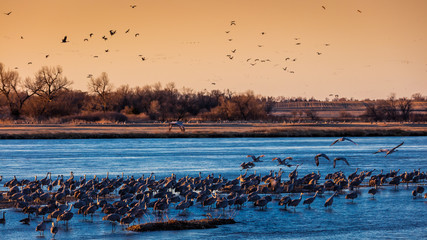 Grand Island, Nebraska -PLATTE RIVER, UNITED STATES Migratory water fowl and Sandhill Cranes are on their spring migration from Texas and Mexico, north to Canada, Alaska, and Siberia