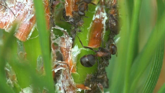 Insects macro, Ants graze and extract milk from aphids that sits on young pine branches in pine forest