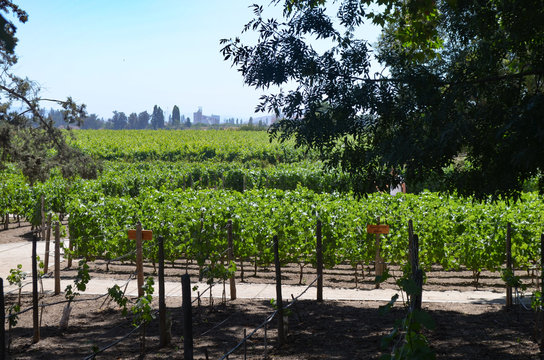 Dec 20, 2015 - Santiago, Chile: Grape varietals growing in the Concha y Toro vineyards