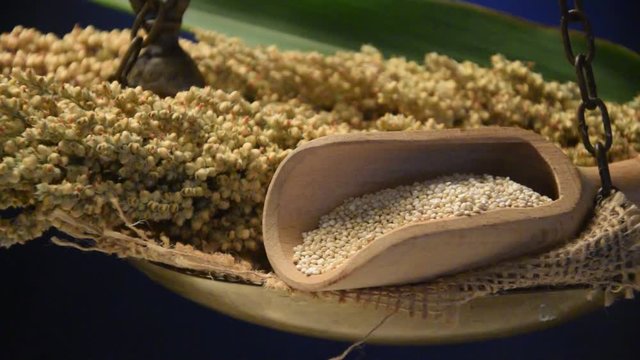 Sorghum bicolor Quinoa
