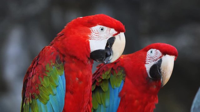 Pair of Red and Green Macaws in the Wild