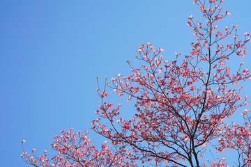 close up on pink flower blossom in spring