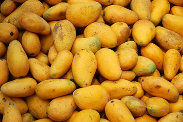 fresh mango in pile in the harvest season