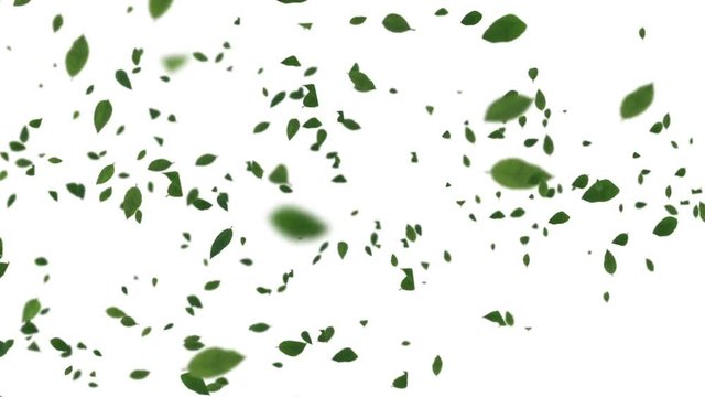 Leaf-1-fast-base