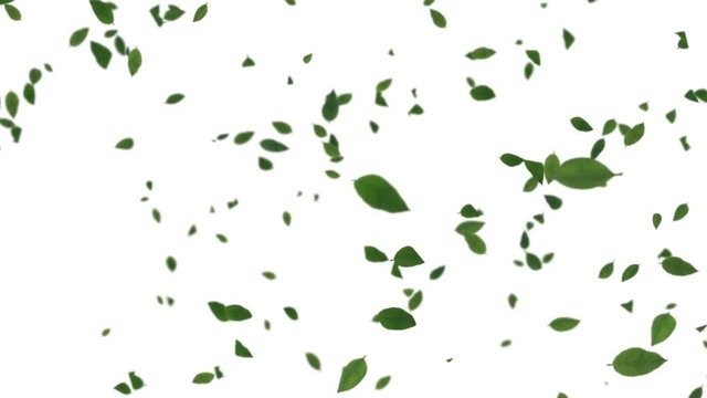 Leaf-1-slow-base